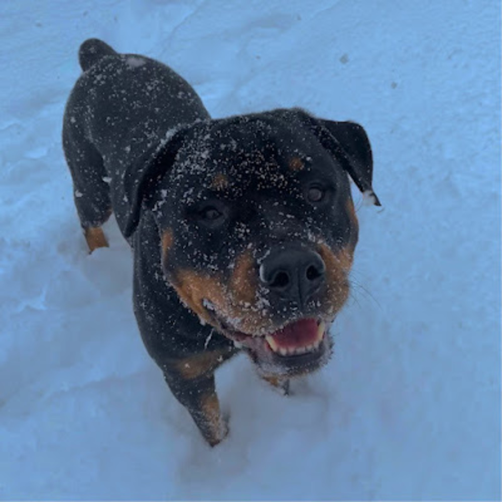 Meet your Posher, Rylee